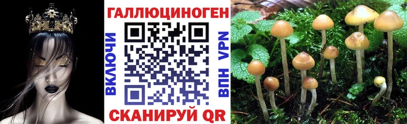 Купить где  Балей  Галлюциногенные грибы Psilocybe 